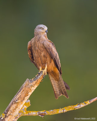 Red Kite