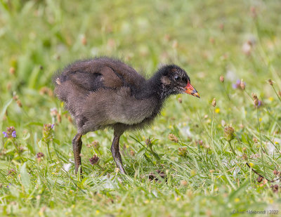 Eurasian Moorhen