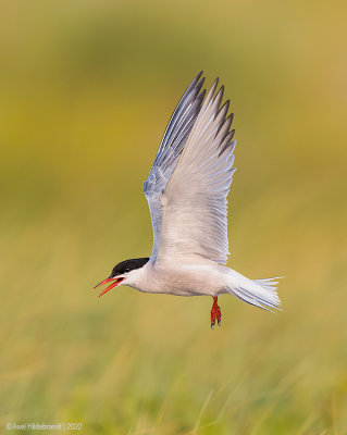 CommonTern188c6755.jpg