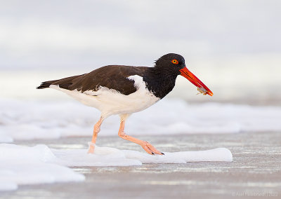 AmericanOystercatcher144c9452.jpg