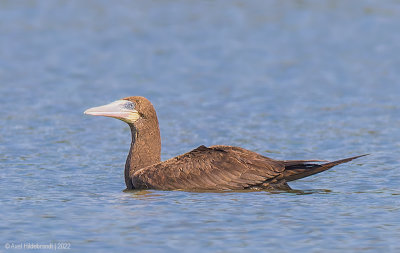 BrownBooby01c2690.jpg