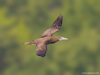 BrownBooby02c2444.jpg