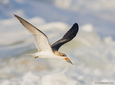 BlackSkimmer181c5884.jpg