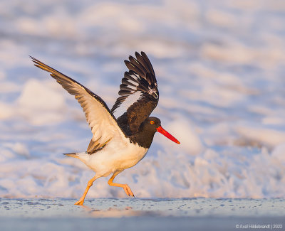 AmericanOystercatcher149c4918.jpg