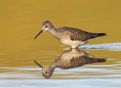 LesserYellowlegs10c3475.jpg