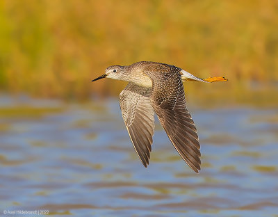 LesserYellowlegs11c3671.jpg