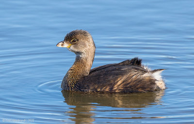 Pied-billedGrebe10c0720.jpg