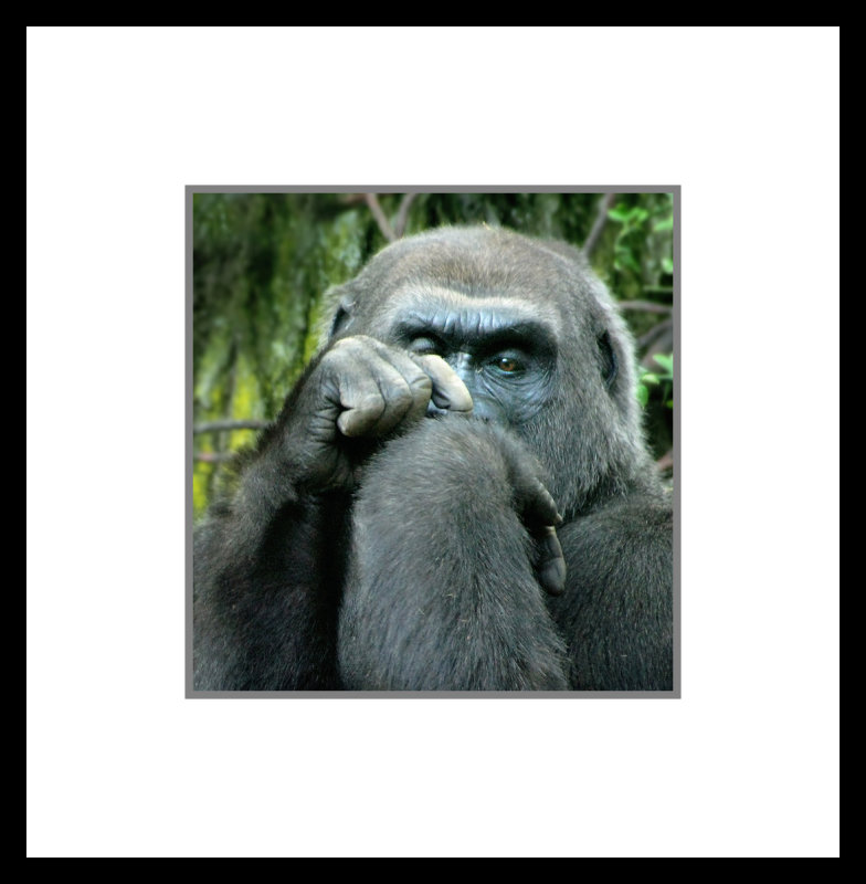 Gorilla looks at hand copy.jpg