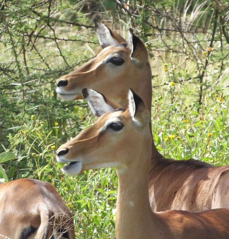 Female Impalas