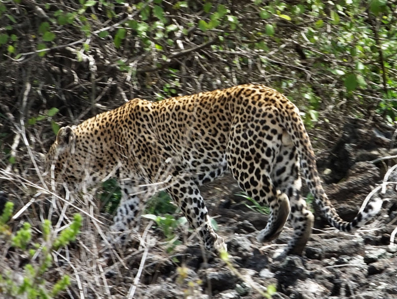  Leopard disappearing