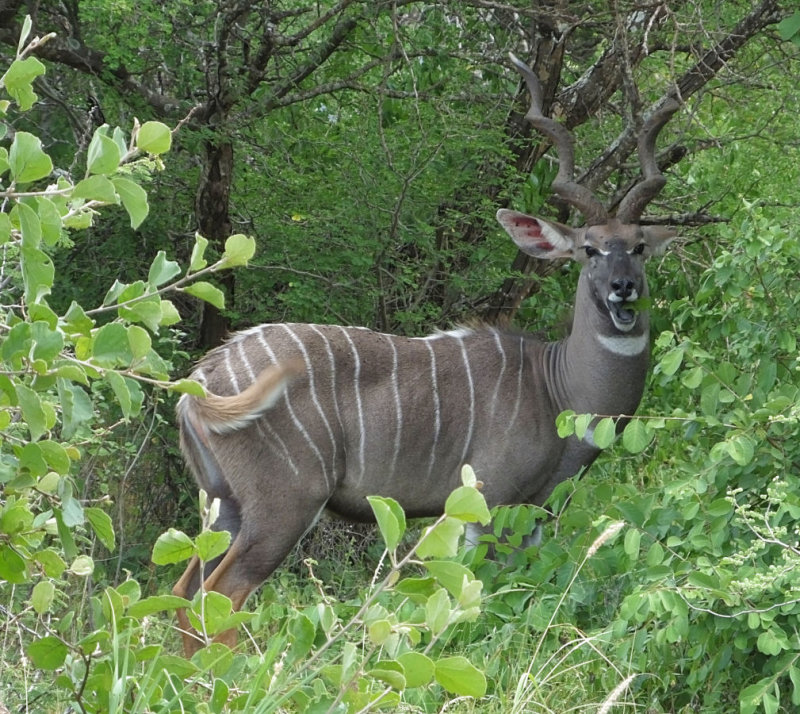 Male Lesser Kudu browsing