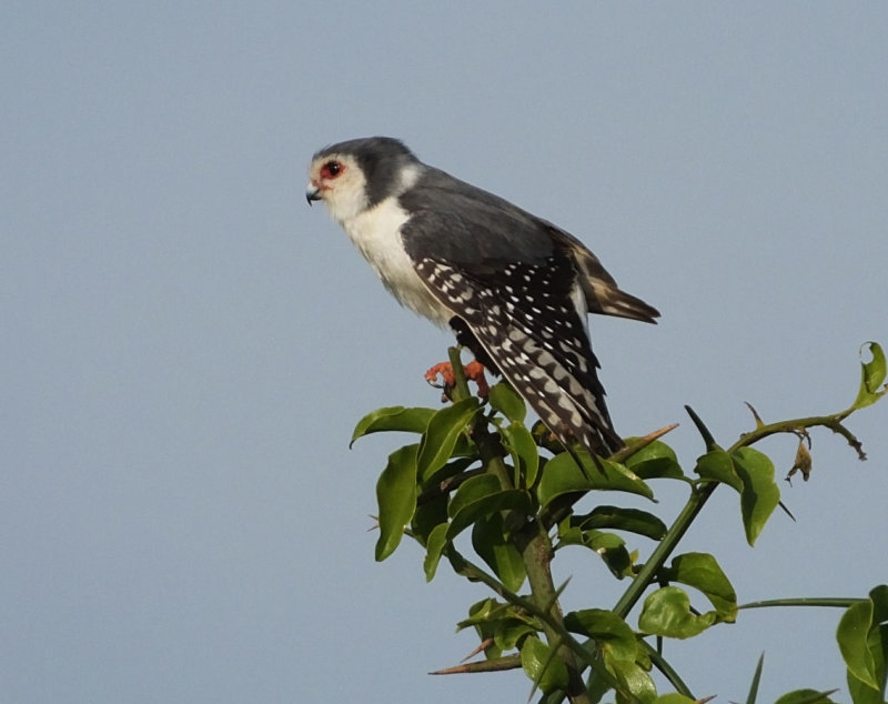Pygmy Falcon stretching wing
