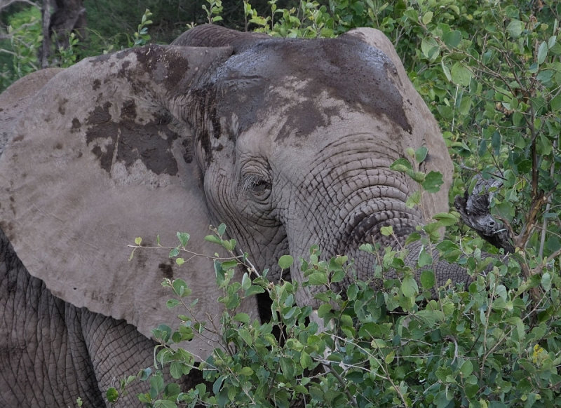 Elephant browsing