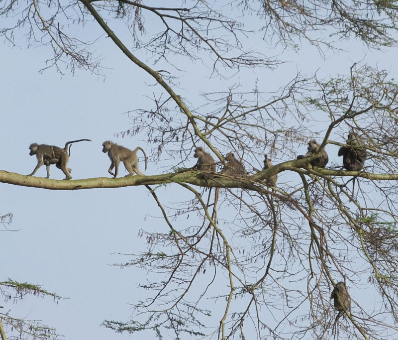  Yellow Baboons setting off foraging