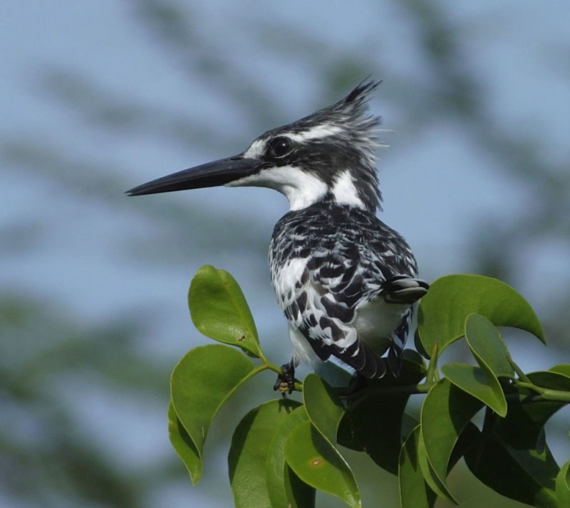 Pied Kingfisher