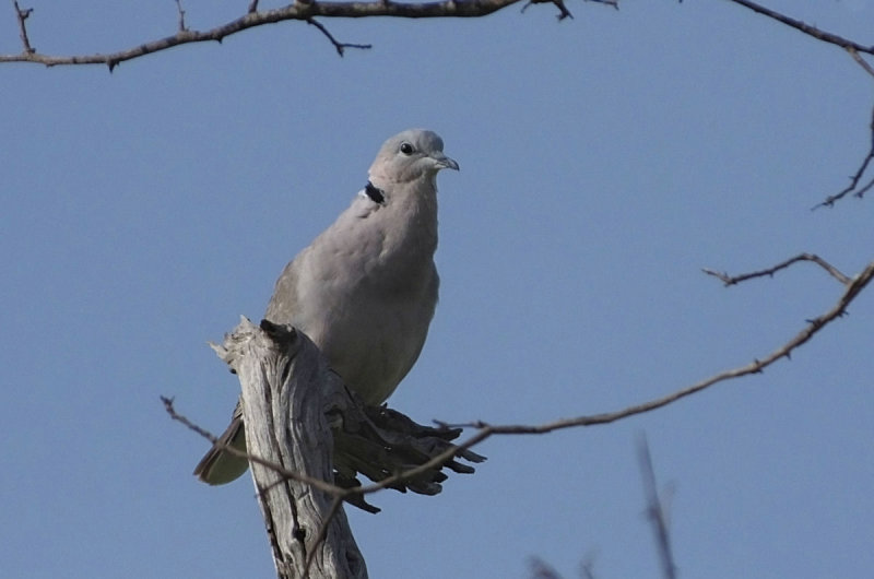 Collared Dove variety