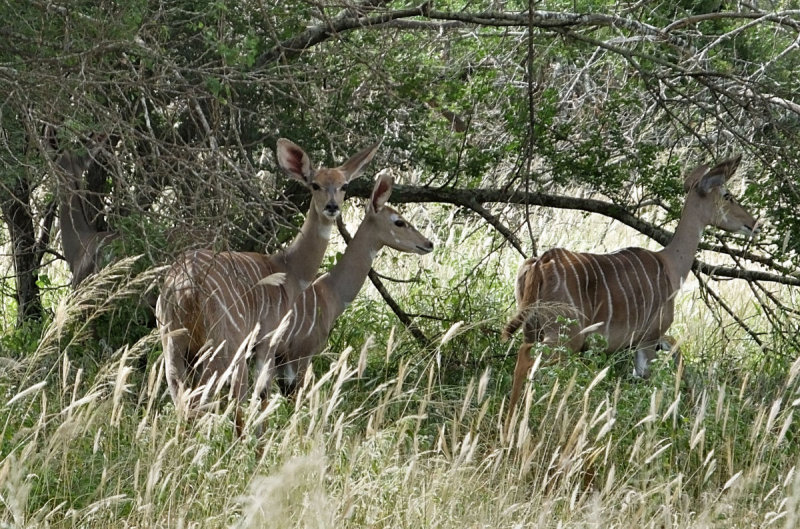 Lesser Kudu females