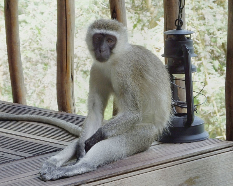 Black Faced Vervet monkey resting by light on my balcony