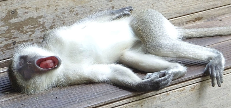 Black Faced vervet monkey yawning on my balcony step