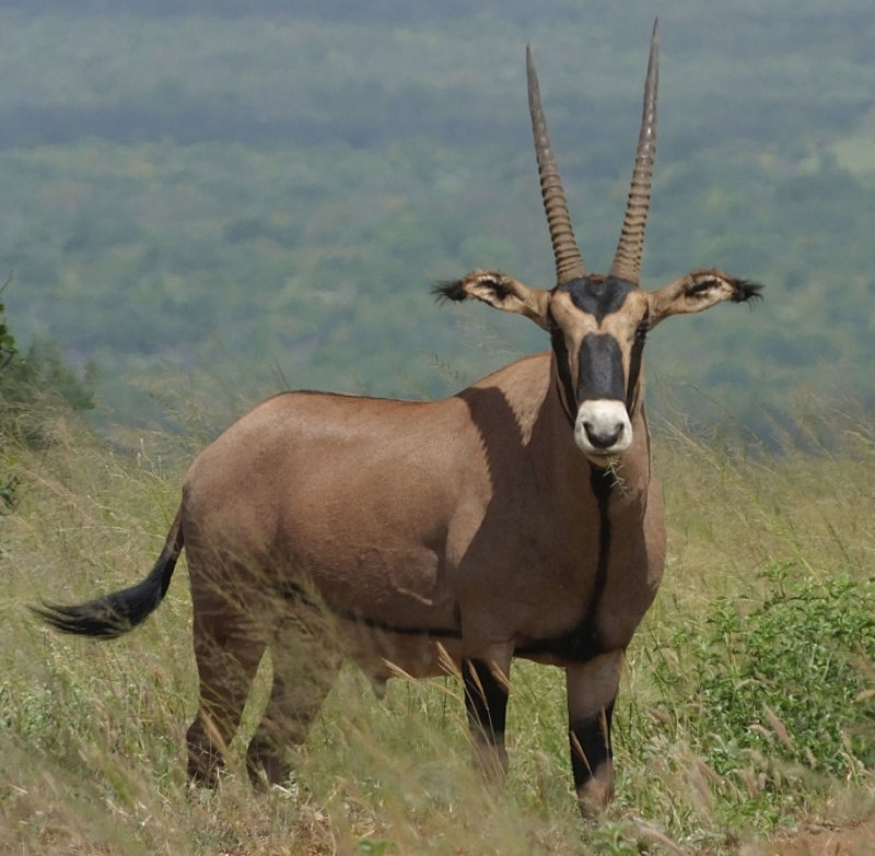 Fringe Earred Oryx 