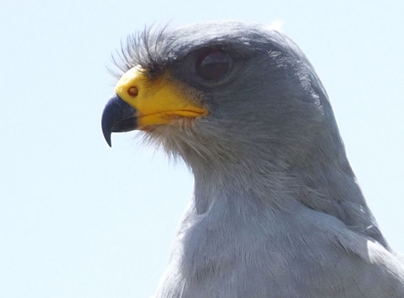 Eastern Chanting Goshawk head