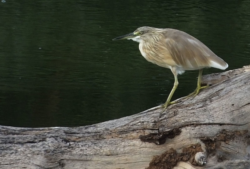 Squacco Heron