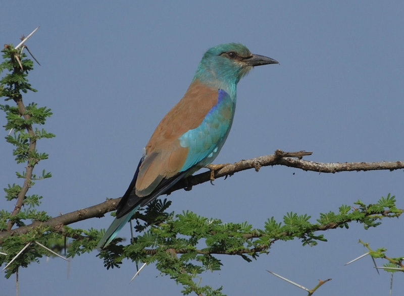 Eurasian Roller