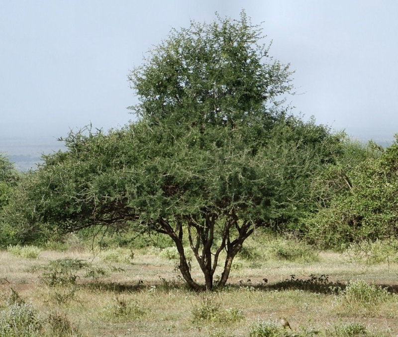 Waistline bush as browsed by giraffes