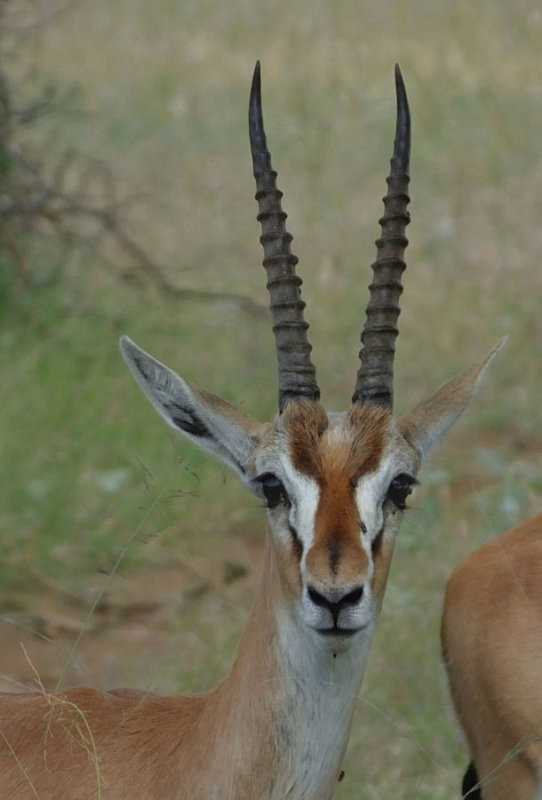 Thomsons Gazelle male head