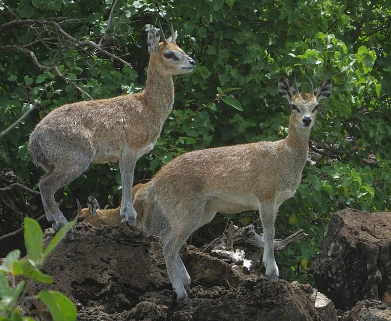 Kenyan Klipspringers