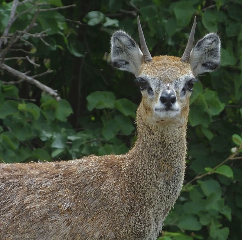Kenyan Klipspringer