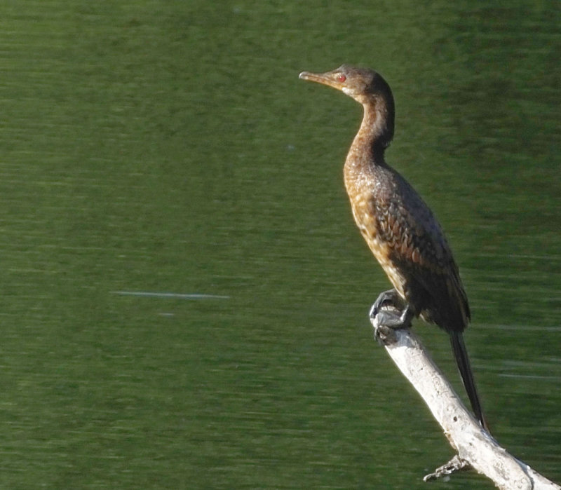 Long Tailed Cormorant