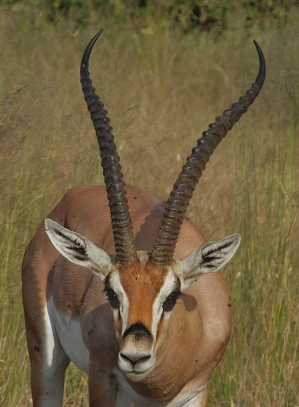 Male Grants Gazelle head and horns