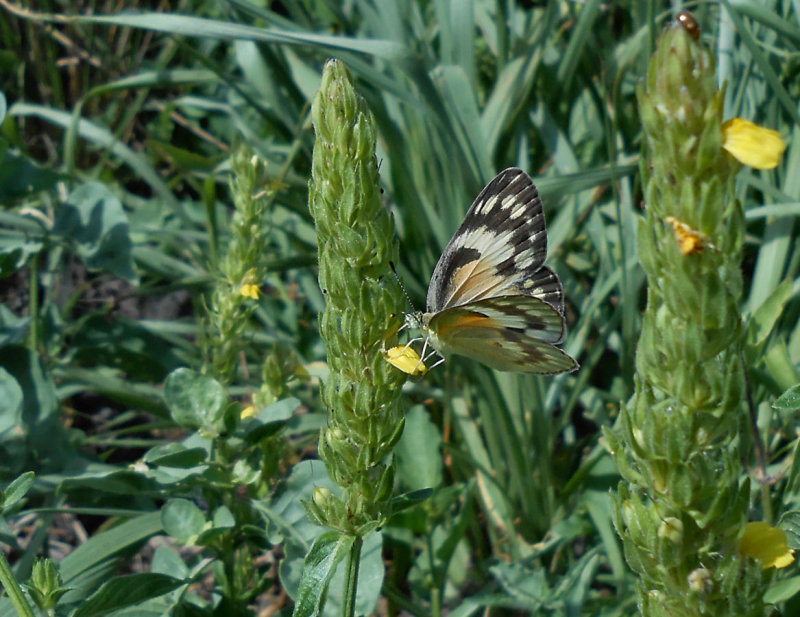 Black White and Orange butterfly outside Tent 