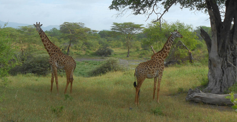 Masai Giraffe