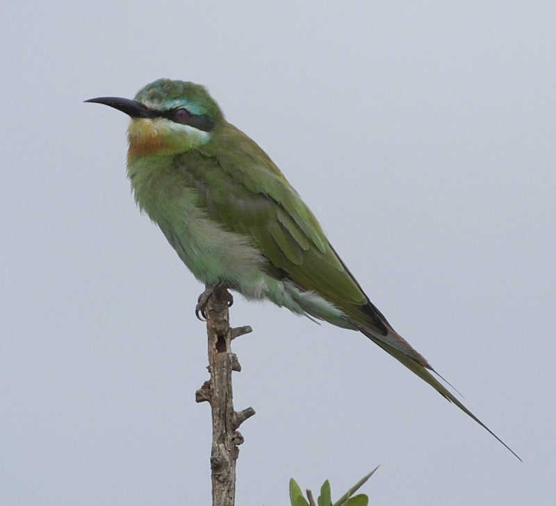 Blue Cheeked Bee Eater