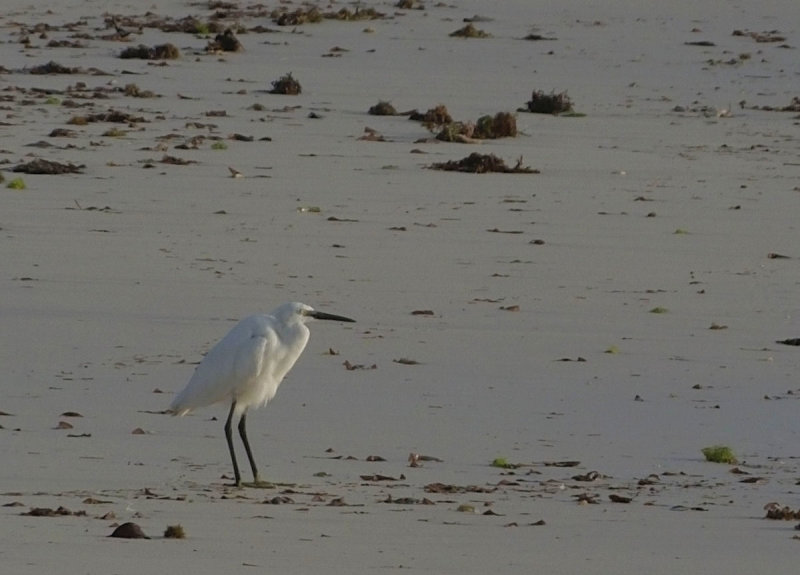 Little Egret on beach