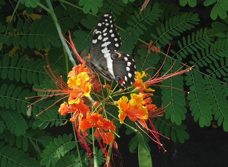 Black and White Eyed butterfly on Peacock Flower by pool
