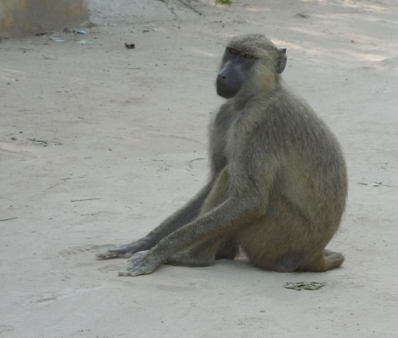 Yellow Baboon