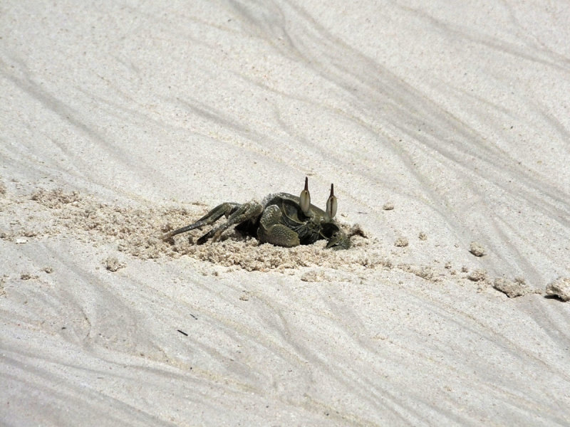 Sand Crab burrowing