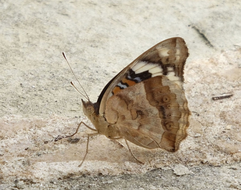 Dark Blue Pansy  butterfly maybe profile