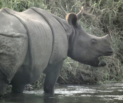 Indian One-Horned Rhino eating in river