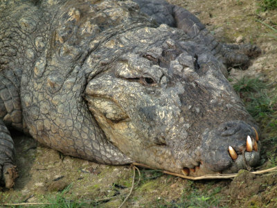 Marsh Mugger Crocodile_Chitwan