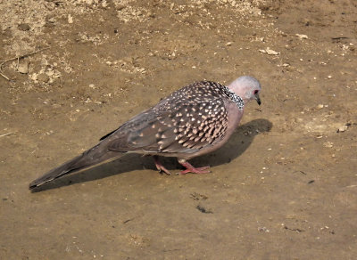  resident spotted dove_Gaida Lodge