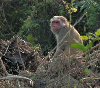 Rhesus Macaque_Chitwan