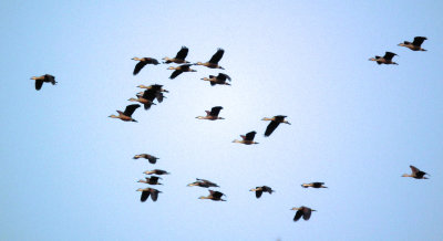 Whistling Ducks_Chitwan