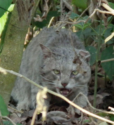 Jungle Cat_near Chitwan