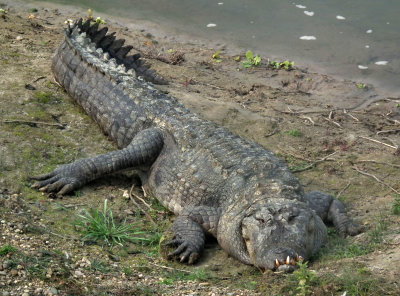  Marsh Mugger Croc Chitwan 