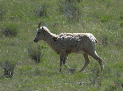  Big Horned Sheep_ewe 