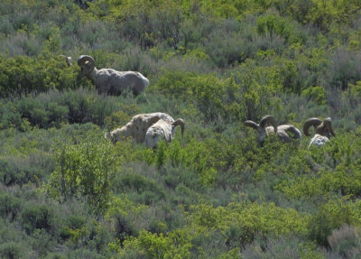  Big Horned Sheep_Rams 